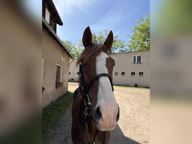 Thoroughbred Gelding 5 years 16.1 hh Chestnut in Leipzig