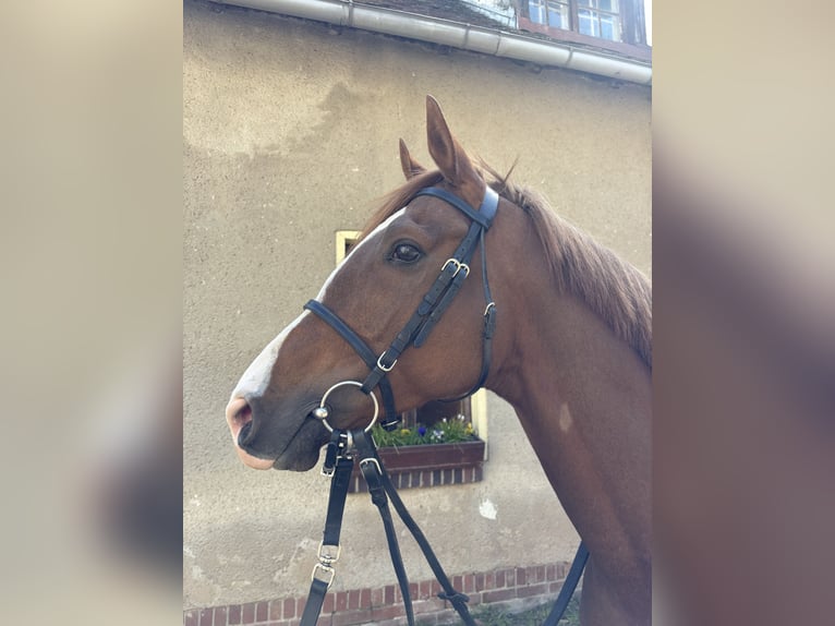 Thoroughbred Gelding 5 years 16.1 hh Chestnut in Leipzig