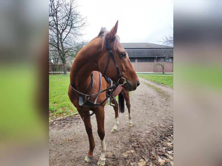 Thoroughbred Gelding 5 years 16,1 hh in Bedburg