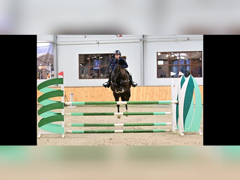 Thoroughbred Gelding 5 years 16,2 hh Black in Wyczechowo