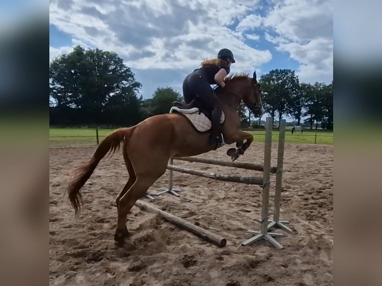 Thoroughbred Gelding 5 years 16,2 hh Chestnut-Red in Tubbergen