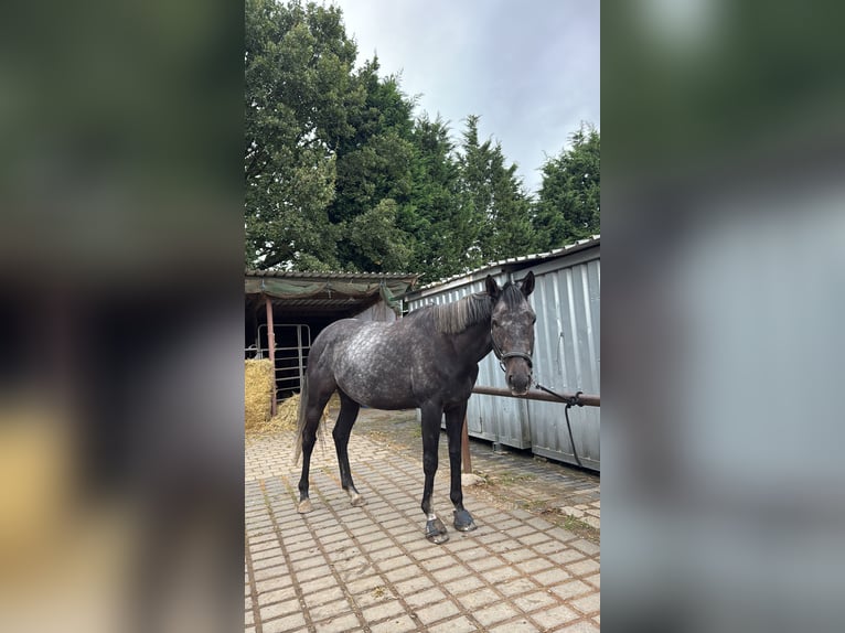 Thoroughbred Gelding 5 years 16,2 hh in Kempen