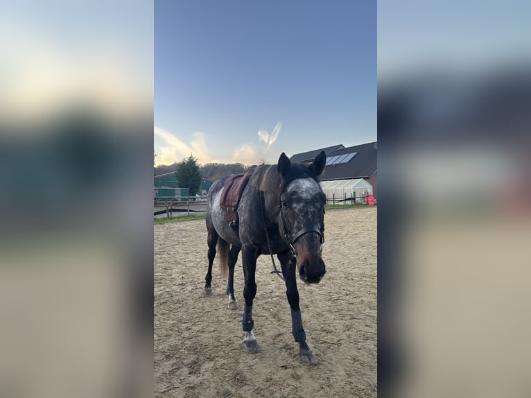 Thoroughbred Gelding 5 years 16,2 hh in Kempen