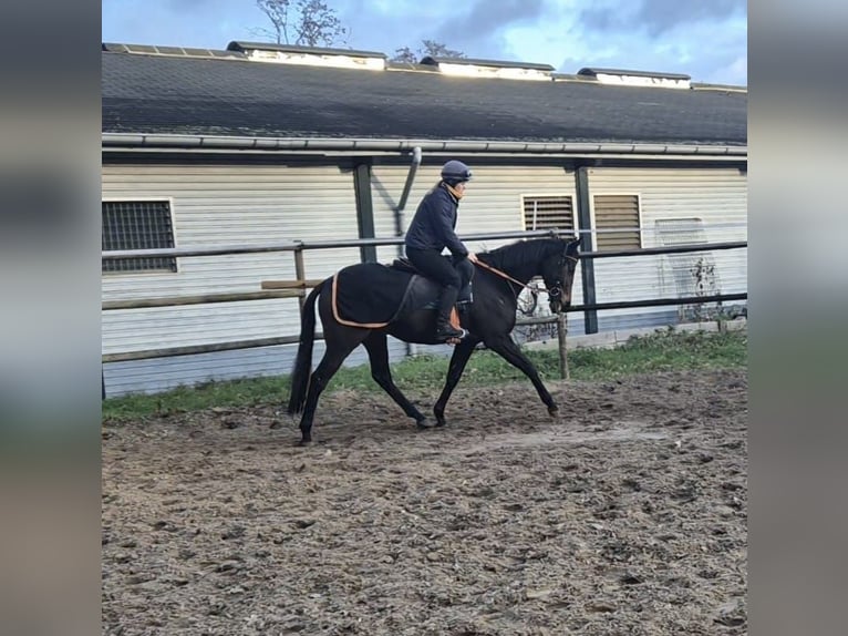 Thoroughbred Gelding 5 years 16 hh Bay-Dark in Neuenhagen bei Berlin