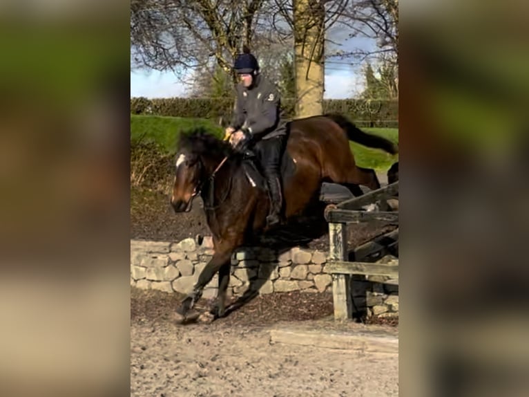 Thoroughbred Gelding 5 years 16 hh Bay in Westmeath