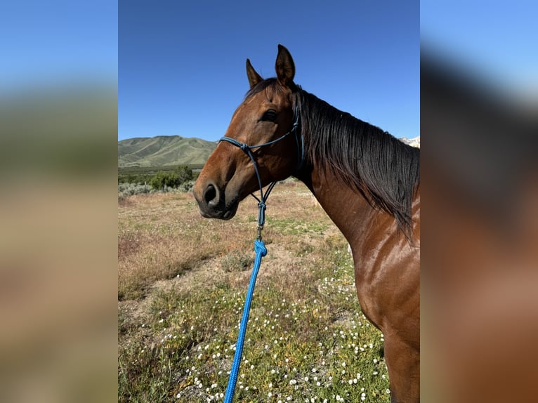 Thoroughbred Gelding 5 years 16 hh Bay in Stansbury Park