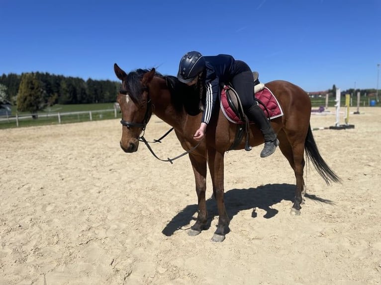 Thoroughbred Gelding 5 years 16 hh Brown in Inglewood