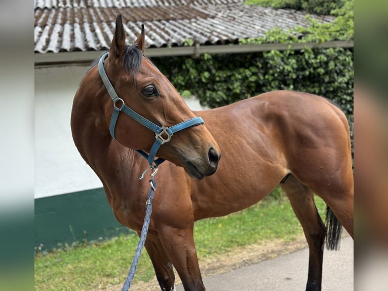 Thoroughbred Gelding 5 years 16 hh Brown in Beckingen