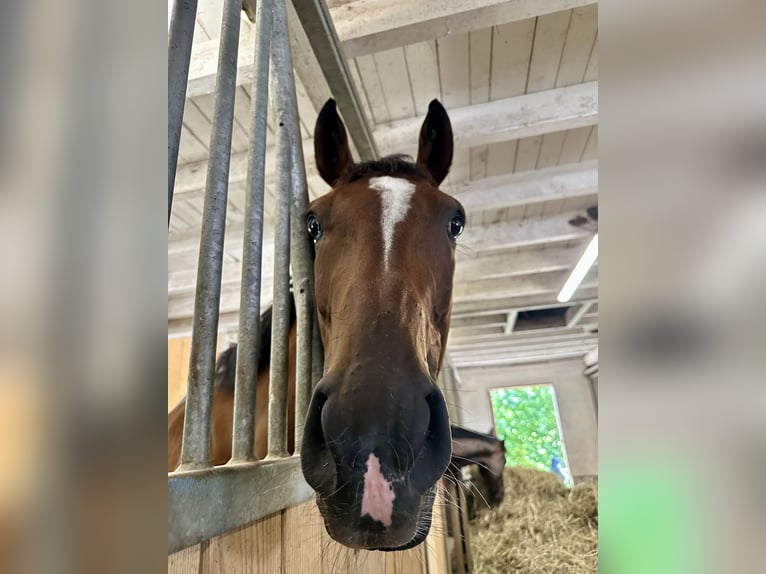 Thoroughbred Gelding 5 years 16 hh Brown in Dielsdorf