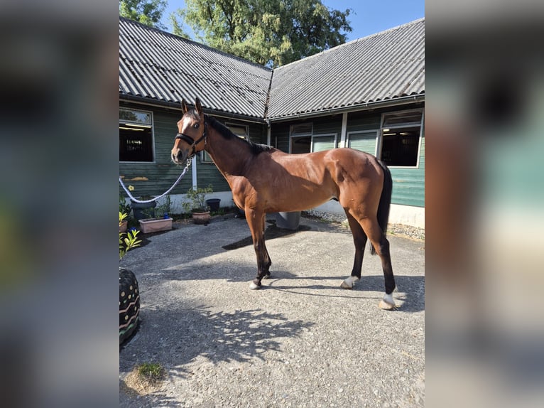 Thoroughbred Gelding 5 years 16 hh Brown in Dielsdorf