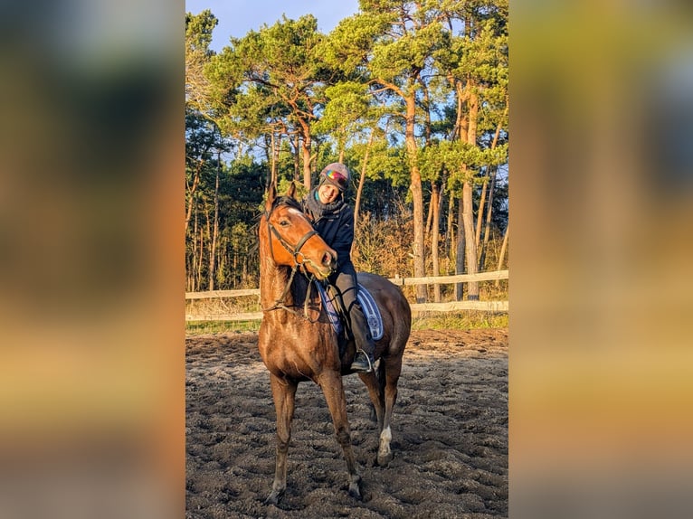 Thoroughbred Gelding 5 years 16 hh Brown in Möser