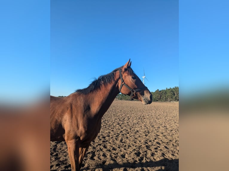 Thoroughbred Gelding 5 years 16 hh Brown in Möser