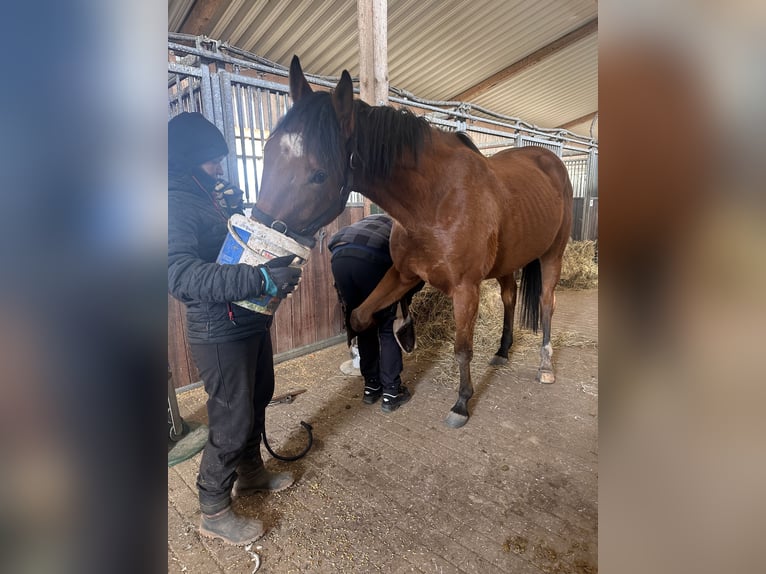 Thoroughbred Gelding 5 years 16 hh Brown in Möser