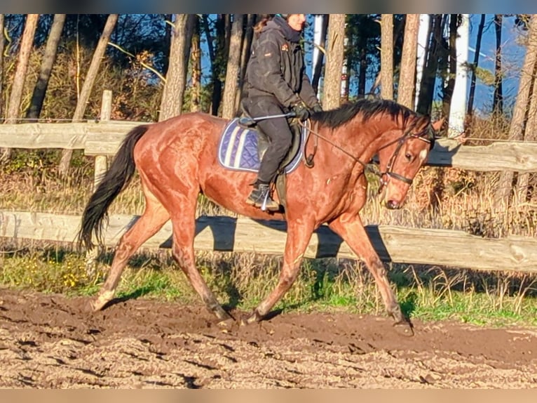 Thoroughbred Gelding 5 years 16 hh Brown in Möser