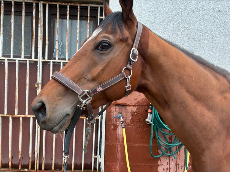 Thoroughbred Gelding 5 years 16 hh Brown in Iffezheim