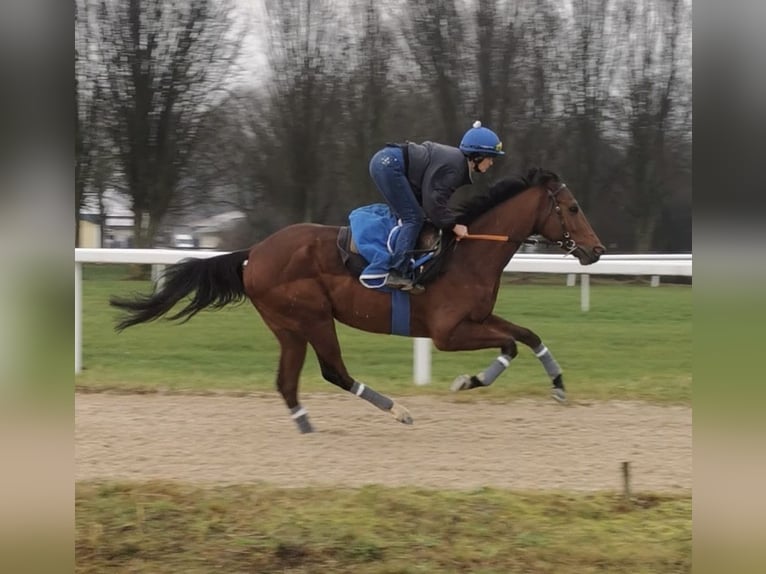 Thoroughbred Gelding 5 years 16 hh Brown in Iffezheim