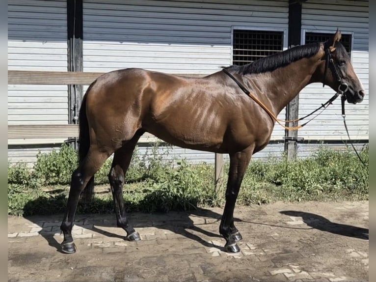 Thoroughbred Gelding 5 years 16 hh Brown in Neuenhagen
