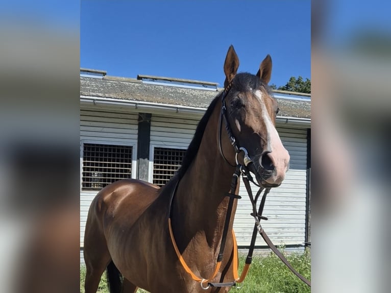 Thoroughbred Gelding 5 years 16 hh Brown in Neuenhagen