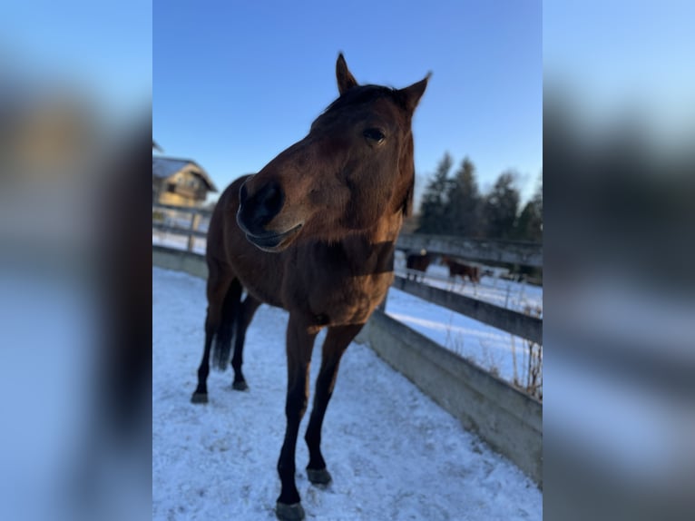 Thoroughbred Gelding 5 years 16 hh Brown in Seeham