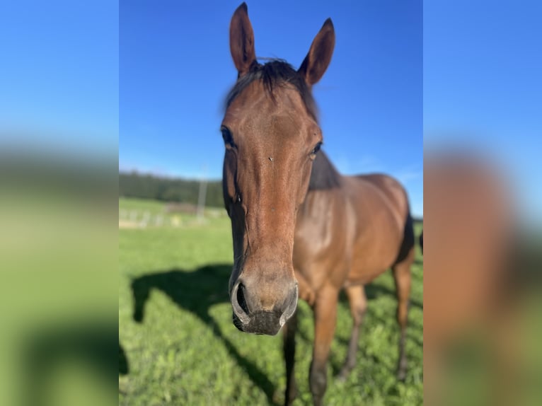 Thoroughbred Gelding 5 years 16 hh Brown in Seeham