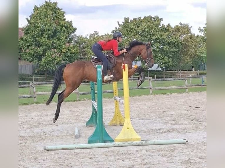 Thoroughbred Gelding 5 years 16 hh Brown in TONNOY