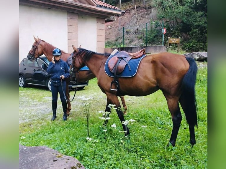 Thoroughbred Gelding 5 years 16 hh Brown in TONNOY