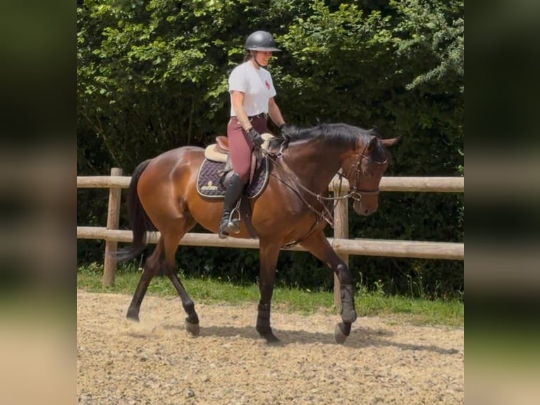 Thoroughbred Gelding 5 years 16 hh Brown in Wien, LeopoldstadtWien