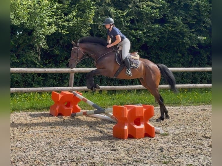 Thoroughbred Gelding 5 years 16 hh Brown in Wien, LeopoldstadtWien