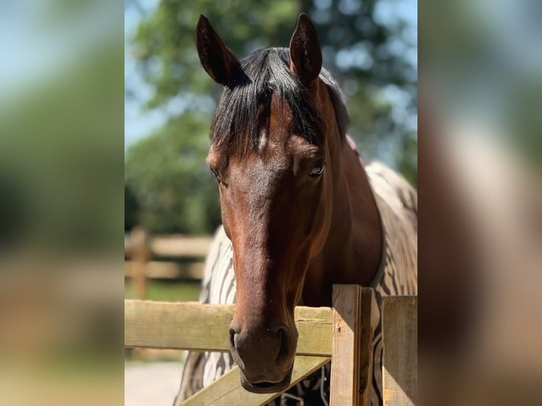 Thoroughbred Gelding 5 years 16 hh Brown in Wien, LeopoldstadtWien