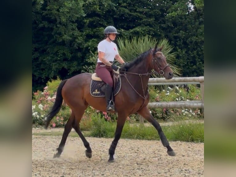 Thoroughbred Gelding 5 years 16 hh Brown in Wien, LeopoldstadtWien