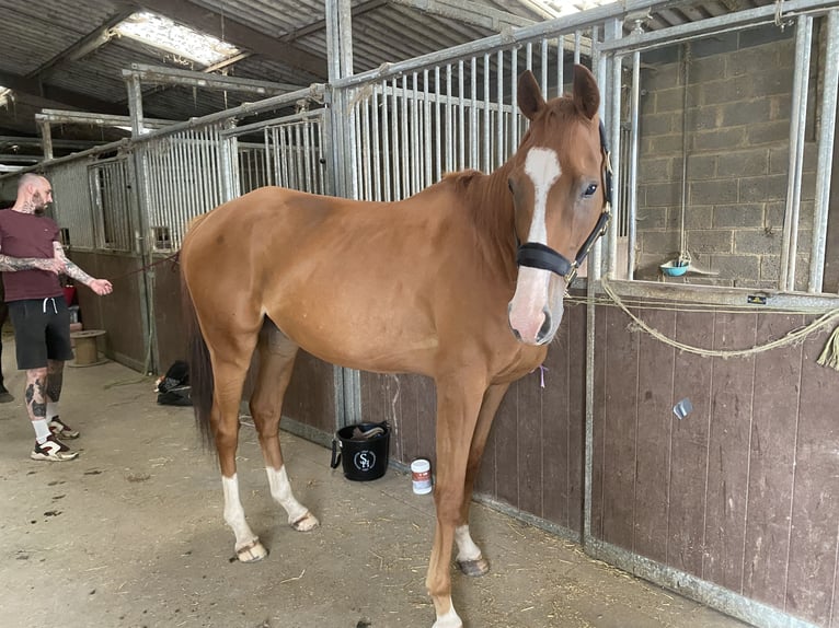 Thoroughbred Gelding 5 years 16 hh Chestnut-Red in 17 rue d’eswars
