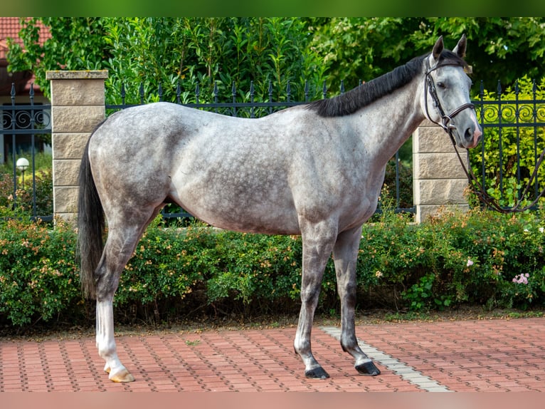 Thoroughbred Gelding 5 years 16 hh Gray-Dapple in Győrújbarát