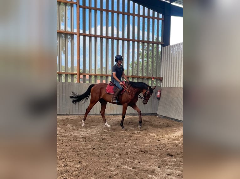 Thoroughbred Gelding 5 years 16 hh in Rastatt