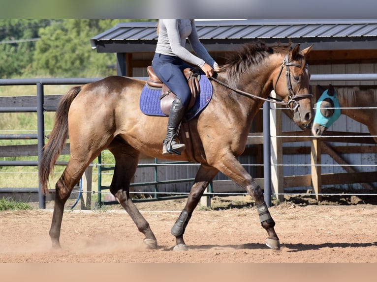 Thoroughbred Gelding 5 years 16,1 hh Bay in Mccurtain