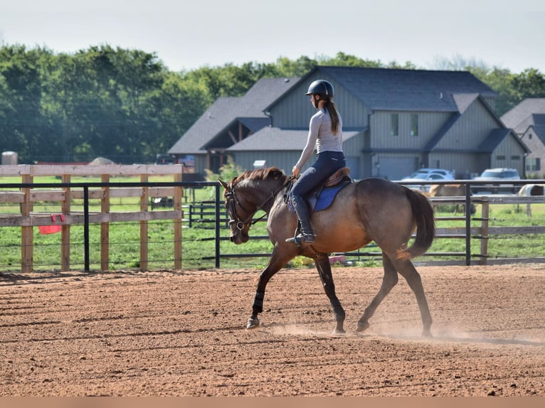Thoroughbred Gelding 5 years 16,1 hh Bay in Mccurtain