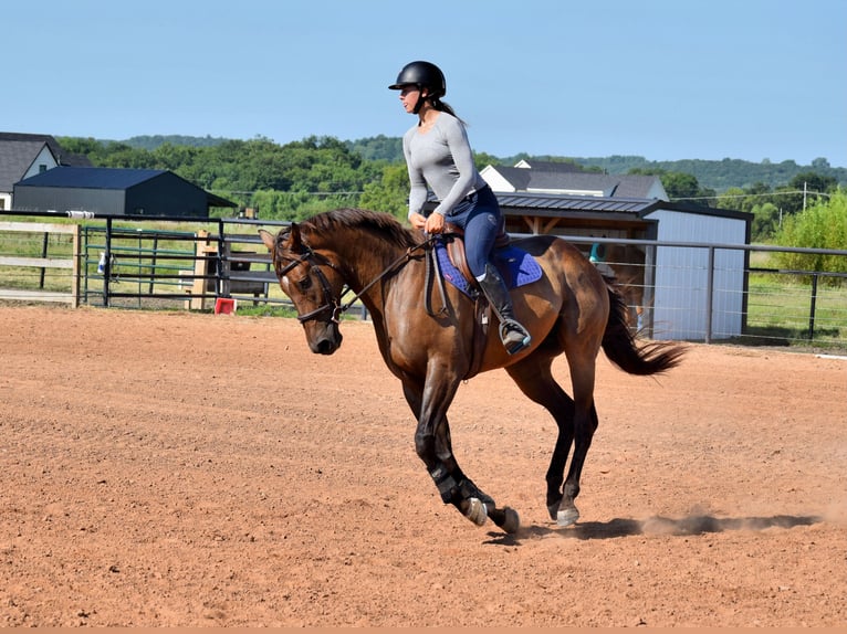 Thoroughbred Gelding 5 years 16,1 hh Bay in Mccurtain