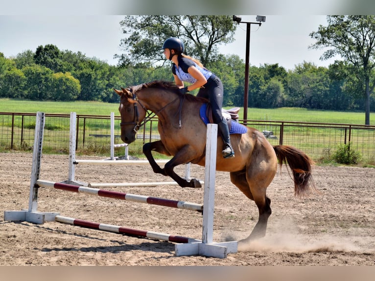 Thoroughbred Gelding 5 years 16,1 hh Bay in Mccurtain