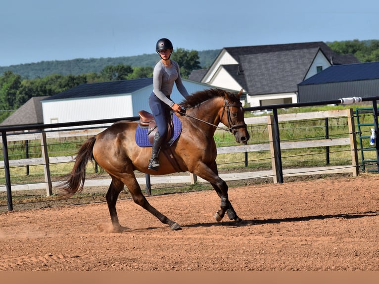 Thoroughbred Gelding 5 years 16,1 hh Bay in Mccurtain