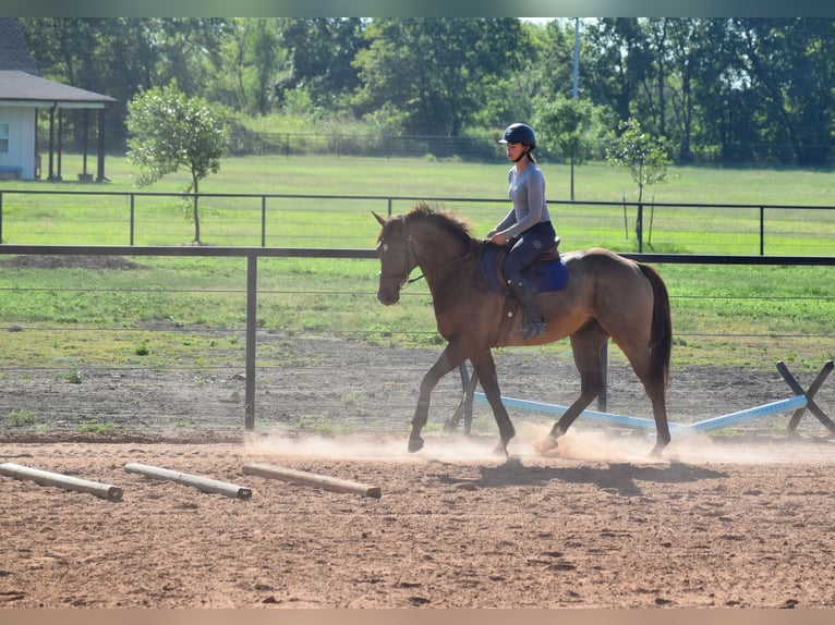 Thoroughbred Gelding 5 years 16,1 hh Bay in Mccurtain