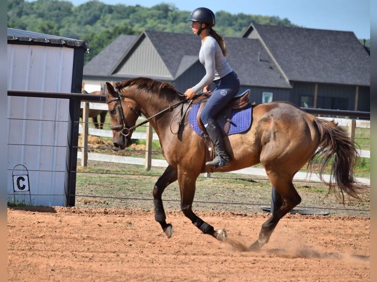 Thoroughbred Gelding 5 years 16,1 hh Bay in Mccurtain