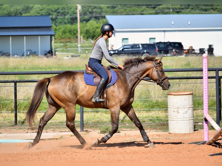 Thoroughbred Gelding 5 years 16,1 hh Bay in Mccurtain