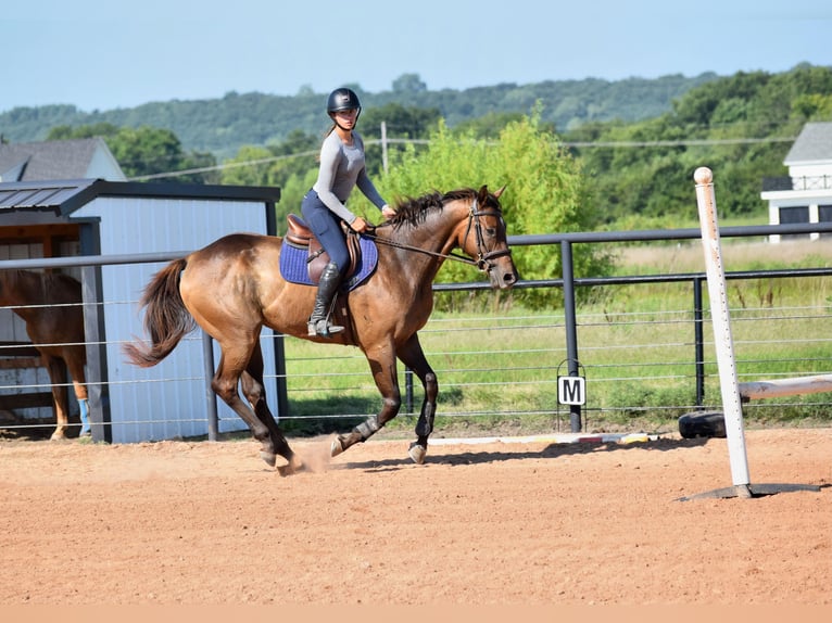 Thoroughbred Gelding 5 years 16,1 hh Bay in Mccurtain