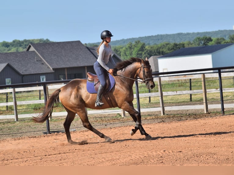 Thoroughbred Gelding 5 years 16,1 hh Bay in Mccurtain