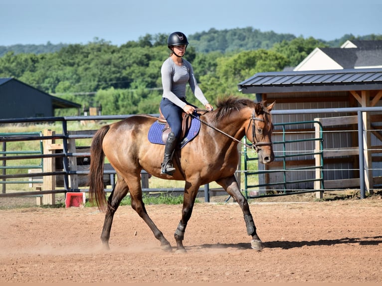 Thoroughbred Gelding 5 years 16,1 hh Bay in Mccurtain