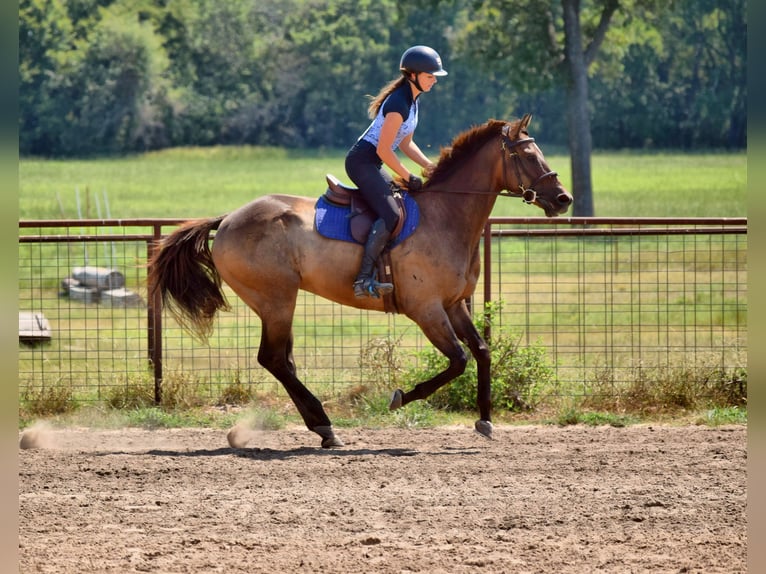 Thoroughbred Gelding 5 years 16,1 hh Bay in Mccurtain