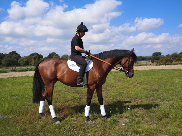 Thoroughbred Gelding 5 years 16,1 hh Brown in Bremen