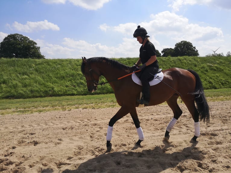 Thoroughbred Gelding 5 years 16,1 hh Brown in Bremen
