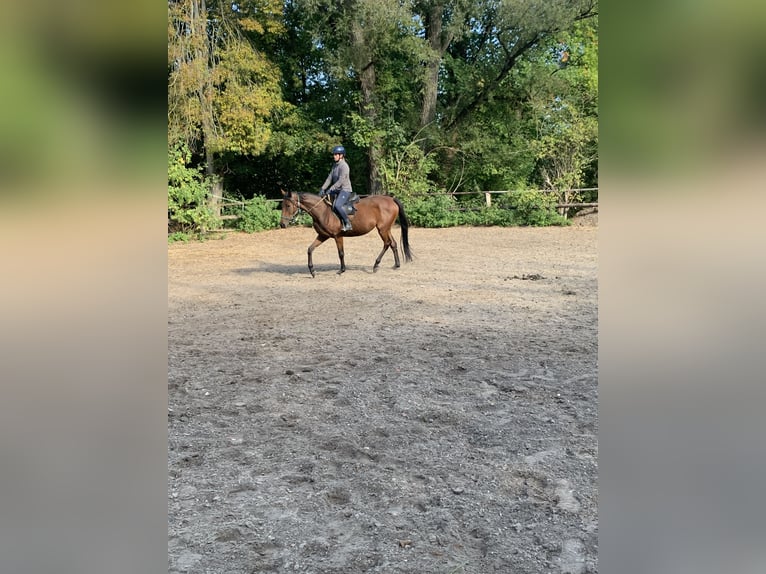 Thoroughbred Gelding 5 years 16,1 hh Brown in Hamburg Lemsahl-Mellingstedt