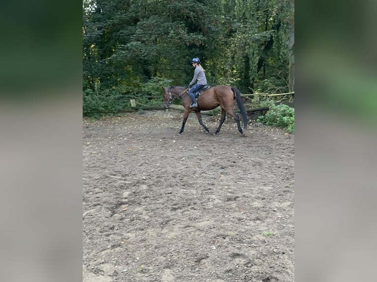 Thoroughbred Gelding 5 years 16,1 hh Brown in Hamburg Lemsahl-Mellingstedt