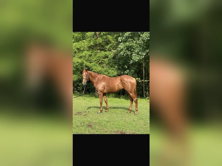 Thoroughbred Gelding 5 years 16,1 hh Chestnut-Red in Hamburg Lemsahl-MellingstedtHamburg